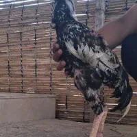خروس لاری اصل صابونی