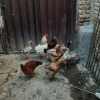 فروش مرغ بومی|حیوانات مزرعه|بوئین و میاندشت, |دیوار