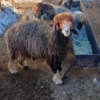 فروش ۵راس بره ماده داشتی