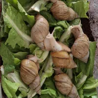 حلزون آچاتینا