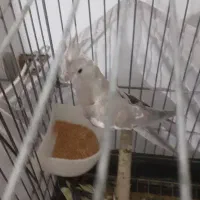 عروس هلندی|پرنده|اسلام‌شهر, شهرک قائمیه|دیوار