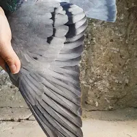 پرشی|پرنده|گلپایگان, |دیوار