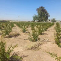 باغچه انار ۲۱۰۰ متری|فروش زمین و ملک کلنگی|قم, ارم|دیوار
