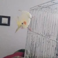 عروس هلندی ماده|پرنده|عجب شیر, |دیوار