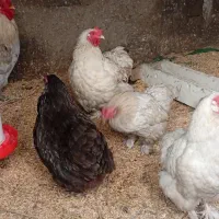 مرغ و خروس کوشین بانتام