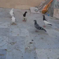 کفتر|پرنده|قائن, |دیوار