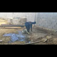 سگ قدریجانی