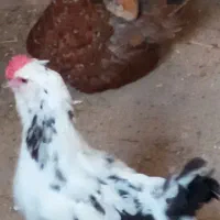 تخم نطفه دار گلین زیبا و دیدنی|حیوانات مزرعه|کرج, چهارصد دستگاه|دیوار