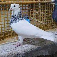 هفت رنگ نر اورجینال