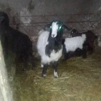 عزیز چهار عددبزغاله یکی تر بقیه ماده همش۱۵/۵