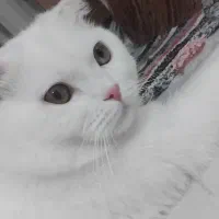 جفتگیری اسکاتیس