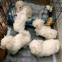 سگ تی کاپ (فنجونی) سفید/نسکافه ای|سگ|تهران, سعادت‌آباد|دیوار