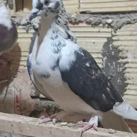 طوقی|پرنده|میبد, |دیوار