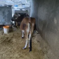 گاو 7ماه حامله|حیوانات مزرعه|اندیکا, |دیوار