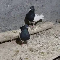 نرو ماده کله سیاه