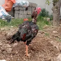 سه عدد خروس لاری شجره دار