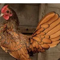 مرغ و خروس مینیاتوری و سیاه