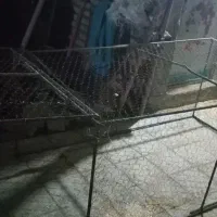 قفسکبوتر|لوازم جانبی حیوانات|کاخک, |دیوار