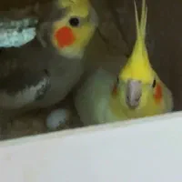 با تخم و قفس یک جفت عروس مولد هلندی با تخم