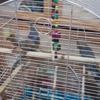 پرنده|پرنده|سلمان‌شهر, |دیوار