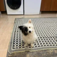 پامر اشپیتز