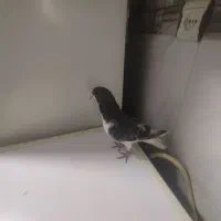 جوجه چپ کوهی|پرنده|شیراز, شیخ علی چوپان|دیوار