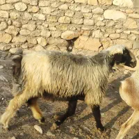 حیوانات