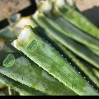 آلوورا 8000 تومان