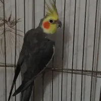 عروس هلندی