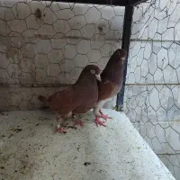 کفتر اینگیلیسی