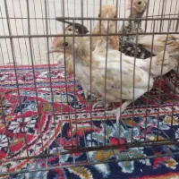 جوجه سیبرایت|حیوانات مزرعه|کردکوی, |دیوار