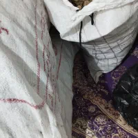 گردو درشت پوست کاغذی چهار محال
