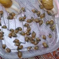 حلزون کلاژن ساز|خزنده|تهران, شهرک رضویه|دیوار