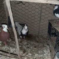 کبوتر|پرنده|قشم, |دیوار