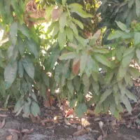 نهال انبه محلی