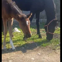 اسب مادیون عرب خالص