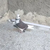 شازده|پرنده|وحیدیه, |دیوار