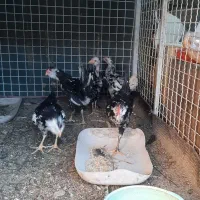 مرغ و خروس
