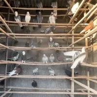 کفتر اصیل|پرنده|سیرجان, |دیوار