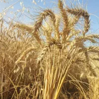 گندم اوکراینی با تناژ بالای 8 تن در مناطق گرمسیری