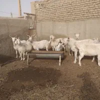 بز سانن آبستن