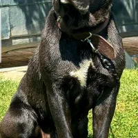 سگ نژاد دار کن کورسو|سگ|تهران, پارک شهر|دیوار