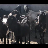 ۱۰راس بز پاکستانی ابستن سنگین(بره میش‌گ‌سفند)|حیوانات مزرعه|قم, آرامستان بهشت معصومه|دیوار