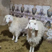 دو عدد بزغاله