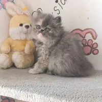 پرشین ماده بلو|گربه|تهران, دانشگاه شریف|دیوار