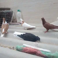 فروش جوجه کبوتر سرخ ساده طوقی زاغ دم  کاکلی