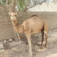 شتر نر تقریبا 140کیلو
