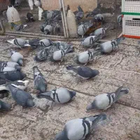 کبوترمسافتی