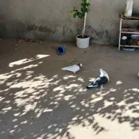 کفتر فروشی