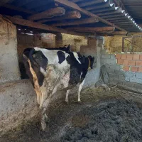 گاو و گوساله پنچ ماه|حیوانات مزرعه|گرگان, |دیوار